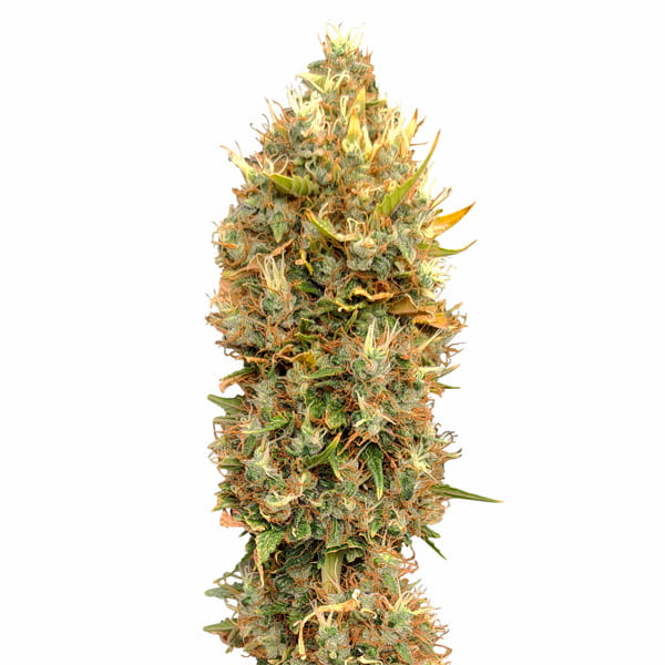Masterkush CBG > CBD+ Buds | CBD cannabis seeds  |  Indica